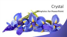  Presentation with floral border over white - Colorful theme enhanced with cutting flowers - irises laid over a white backdrop and a white colored foreground