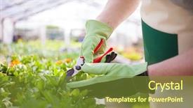  Presentation with plant - Presentation theme consisting of cutting flowers - portrait of a gardener trimming background and a tawny brown colored foreground