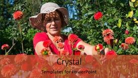  Presentation with red roses rose garden - Beautiful theme featuring cutting flowers - woman picking red dahlias backdrop and a  colored foreground