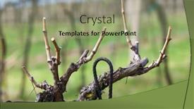  Presentation with grapevine - Presentation theme consisting of cutting-of-grapevine-southern-moravia background and a mint green colored foreground
