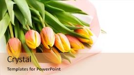  Presentation with ribbon cutting - Audience pleasing PPT theme consisting of cutting yellow ribbon - bunch of orange tulip flowers backdrop and a  colored foreground