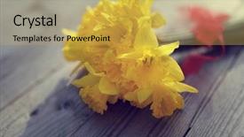  Presentation with cut - PPT theme enhanced with cutting yellow ribbon - daffodils fresh cut on wooden background and a  colored foreground