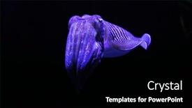  Presentation with marine - Slide deck featuring cuttlefish-is-marine-molluscs background and a black colored foreground
