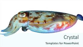  Presentation with white astronomy - Colorful theme enhanced with cuttlefish sepia isolated on white backdrop and a cool aqua colored foreground