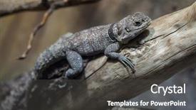  Presentation with africa madagascar - Audience pleasing PPT theme consisting of cuvier's madagascar swift oplurus backdrop and a dark gray colored foreground