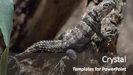  Presentation with africa madagascar - Presentation having cuvier's madagascar swift oplurus background and a tawny brown colored foreground