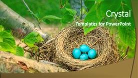  Presentation with kentucky - Slides with cyan - blue robins eggs background and a forest green colored foreground
