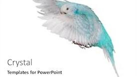  Presentation with blank whiteboard isolated on white - PPT layouts with cyan-budgerigar-isolated-on-white background and a white colored foreground