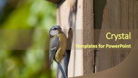  Presentation with bird - Colorful PPT theme enhanced with cyanistes caeruleus by a nest backdrop and a tawny brown colored foreground
