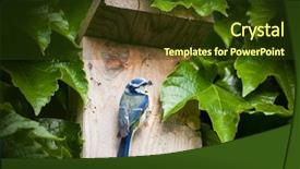  Presentation with blue - Slide deck having cyanistes caeruleus by a nesting background and a tawny brown colored foreground