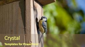  Presentation with box - Slide deck with cyanistes caeruleus by a nesting background and a violet colored foreground