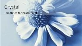  Presentation with reproduction - Slides featuring cyano-type-blue-print-reproduction background and a light blue colored foreground