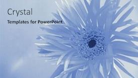  Presentation with reproduction - Slide deck with cyano-type-photographic-reproduction-conceptual background and a light blue colored foreground