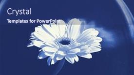  Presentation with reproduction - Slides enhanced with cyano-type-photographic-reproduction-conceptual background and a ocean colored foreground