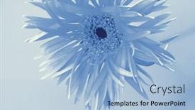  Presentation with reproduction - PPT layouts consisting of cyano-type-photographic-reproduction-conceptual background and a light blue colored foreground