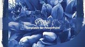  Presentation with reproduction - Colorful theme enhanced with cyanotype photographic reproduction floral backdrop and a ocean colored foreground