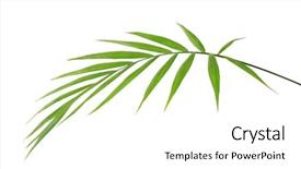  Presentation with palm tree - Beautiful presentation design featuring cycada - green leaf of palm tree backdrop and a  colored foreground