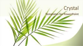  Presentation with palm leaves - Presentation theme consisting of cycada - green leaves of palm tree background and a cream colored foreground