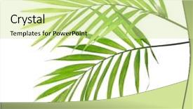  Presentation with palm leaves - Presentation featuring cycada - green leaves of palm tree background and a  colored foreground