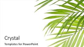  Presentation with palm leaves - Amazing slide deck having cycada - green leaves of palm tree backdrop and a  colored foreground