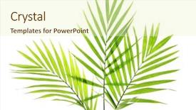  Presentation with palm leaves - Presentation theme consisting of cycada - green leaves of palm tree background and a soft green colored foreground