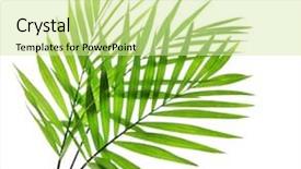  Presentation with palm leaves - Beautiful presentation design featuring cycada - green leaves of palm tree backdrop and a  colored foreground