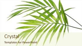  Presentation with palm leaves - Theme with cycada - green leaves of palm tree background and a  colored foreground