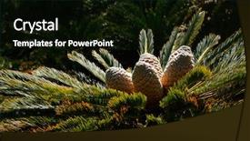  Presentation with south africa - Presentation theme enhanced with cycada - leaves and cones background and a  colored foreground