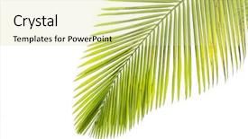  Presentation with palm leaves - Slide deck having cycada - leaves of palm tree isolated background and a soft green colored foreground
