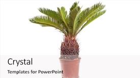  Presentation with palm - PPT theme enhanced with cycada - palm in the pot background and a light gray colored foreground