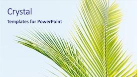  Presentation with palm tree - Cool new PPT layouts with cycada - palm tree isolated on white backdrop and a sky blue colored foreground