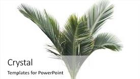  Presentation with palm leaves - Presentation consisting of cycada - palm tree leaves background and a white colored foreground