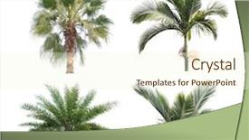  Presentation with palm leaves - Theme with cycada - palm tree leaves background and a  colored foreground