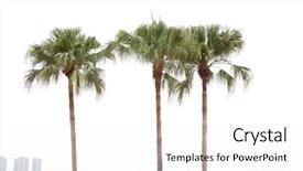  Presentation with palm - Presentation theme with cycada - palm trees by a resident background and a white colored foreground