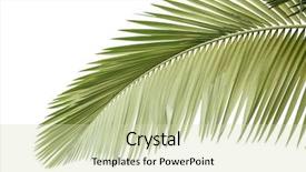  Presentation with palm leaves - Slide deck having cycas - leaves of palm tree isolated background and a soft green colored foreground