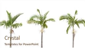  Presentation with rubber tree in row - Slide set enhanced with cycas - row of palm trees isolated background and a cream colored foreground