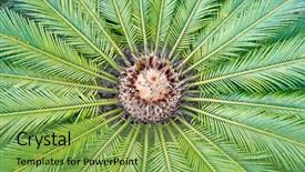  Presentation with plant - Slide deck having cycas plant in a garden background and a seafoam green colored foreground