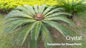  Presentation with salinity steress nin plant - Audience pleasing PPT theme consisting of cycas plant in a garden backdrop and a tawny brown colored foreground