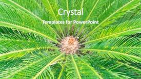  Presentation with plant - PPT theme enhanced with cycas plant in a garden background and a  colored foreground