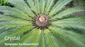  Presentation with garden - Beautiful PPT theme featuring cycas plant in a garden backdrop and a tawny brown colored foreground