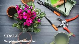  Presentation with equipment - Beautiful slide deck featuring cyclamen - beautiful flowers and gardener equipment backdrop and a gray colored foreground