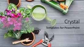  Presentation with beautiful flowers border floral design - Slide set with cyclamen - beautiful flowers and gardener equipment background and a light gray colored foreground