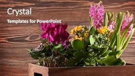  Presentation with rustic wood and flowers - Presentation design consisting of cyclamen - beautiful flowers in box background and a tawny brown colored foreground