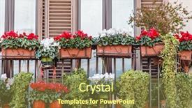  Presentation with flowers - Audience pleasing slide set consisting of cyclamen - flowers on the balcony backdrop and a  colored foreground