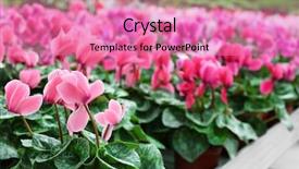  Presentation with greenhouse - PPT layouts enhanced with cyclamen - huge greenhouse with lot background and a coral colored foreground
