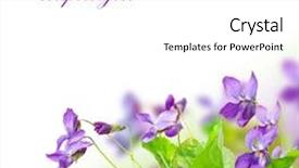  Presentation with spring flowers on textured - Colorful presentation theme enhanced with cyclamen - spring violet flowers backdrop and a white colored foreground