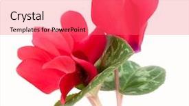  Presentation with flower - Amazing presentation design having cyclamen flower isolated on white backdrop and a  colored foreground