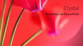  Presentation with bloom - Presentation theme consisting of cyclamen-flowers-in-bloom-red background and a red colored foreground
