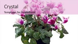  Presentation with white flowers of jasmine - Presentation theme enhanced with cyclamen flowers isolated on white background and a lavender colored foreground