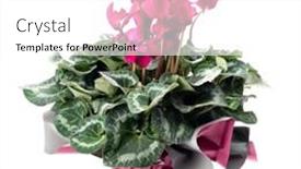  Presentation with flower - Presentation theme featuring cyclamen-in-flower-pot-isolated background and a  colored foreground